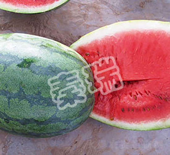 抗病旋風(fēng)-西瓜種子-秦瑞
