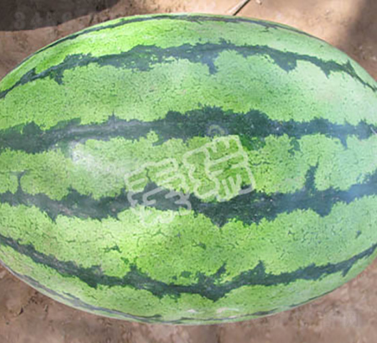 美國重茬王-西瓜種子-秦瑞