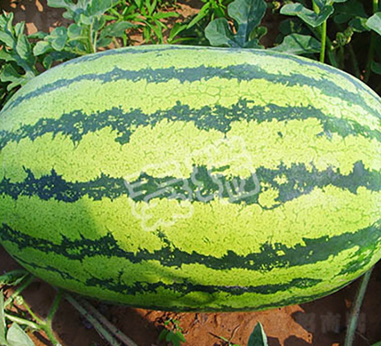 �p����̖(h��o)-���ϷN��-����