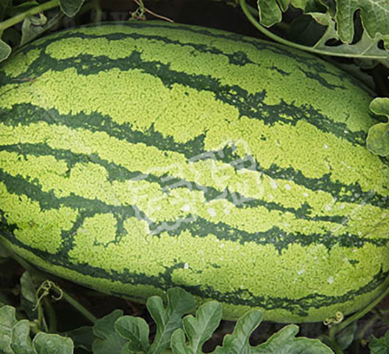 雙抗五號-西瓜種子-秦瑞