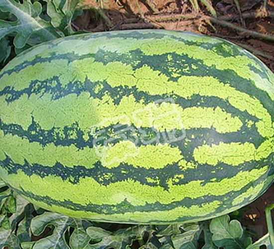 ���������̖(h��o)-���ϷN��-����