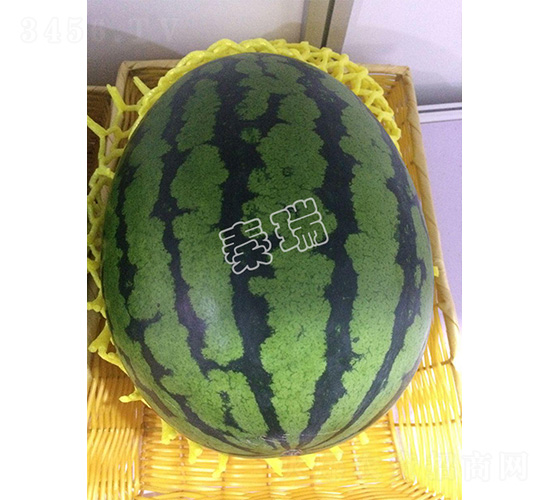 秦瑞甜王2號(hào)-西瓜種子-秦瑞