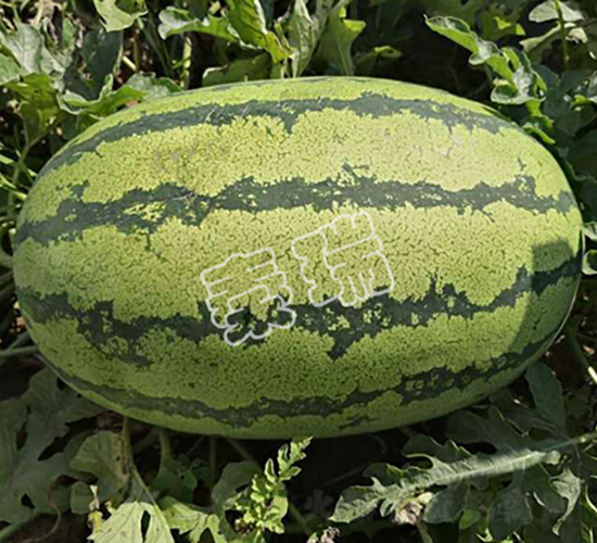 雙紅金城五號-西瓜種子-秦瑞