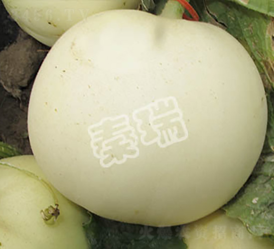 凌甜88-甜瓜種子-秦瑞