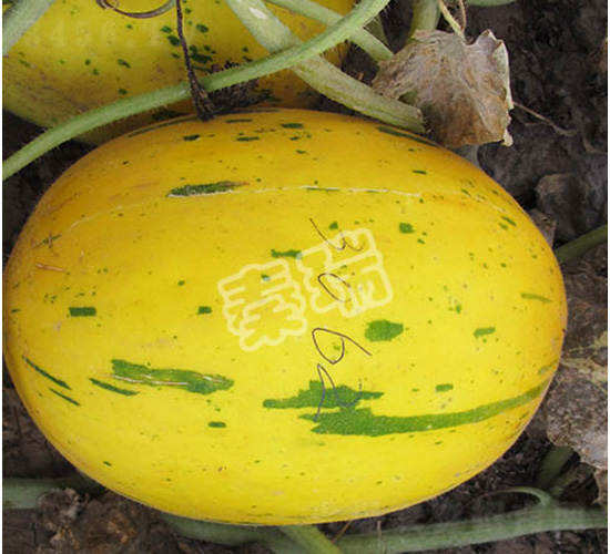 流星紅-甜瓜種子-秦瑞