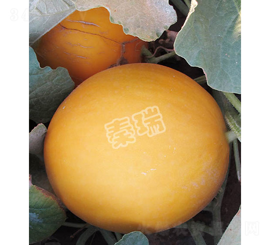 世紀紅尊-甜瓜種子-秦瑞