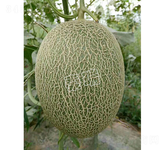 凌甜25-甜瓜種子-秦瑞