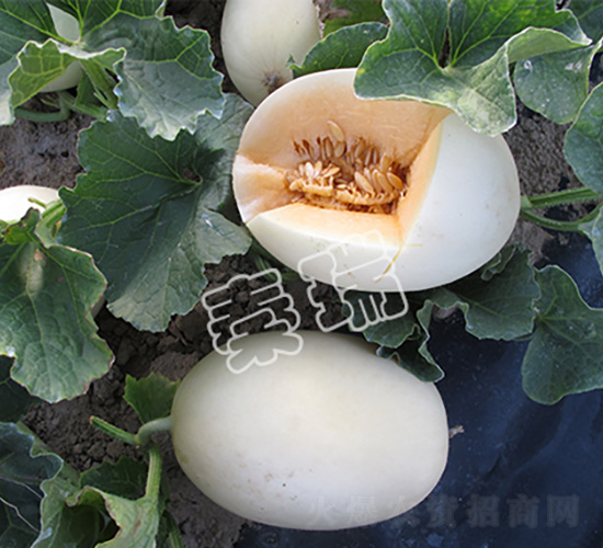 凌甜脆玉2號(hào)-甜瓜種子-秦瑞