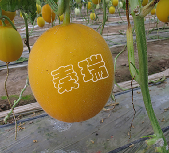 ����tһ̖(h��o)-��ϷN��-����