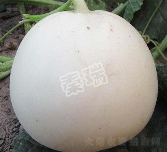 凌甜八號(hào)-甜瓜種子-秦瑞