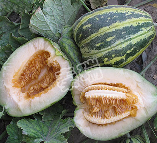 凌甜王子-甜瓜種子-秦瑞