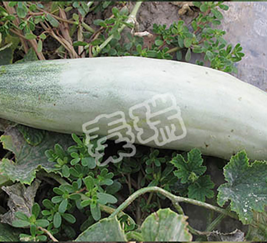 ������Ǵ�-��ϷN��-����