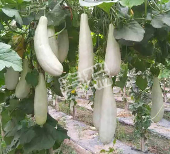 �����-��ϷN��-����