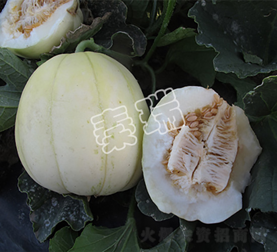 �������-��ϷN��-����