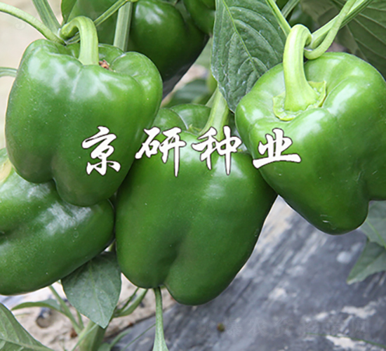 ����809-�����N��-���зN�I(y��)