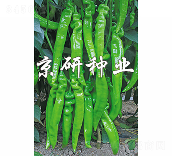 國(guó)福901-辣椒種子-京研種業(yè)