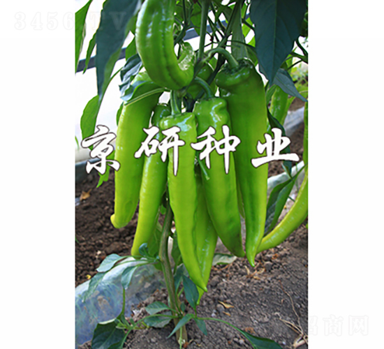 ����903-�����N��-���зN�I(y��)