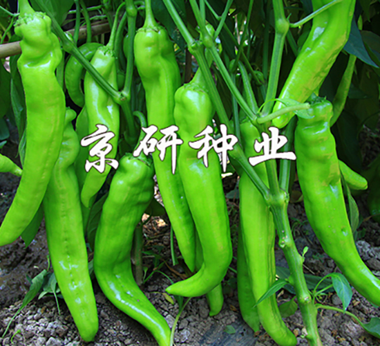 ����908-�����N��-���зN�I(y��)