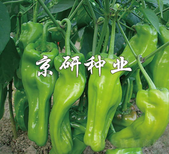 國福305-辣椒種子-京研種業(yè)