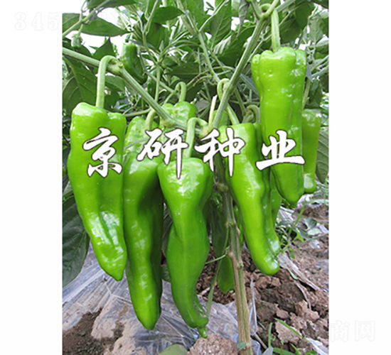 國福311-辣椒種子-京研種業(yè)