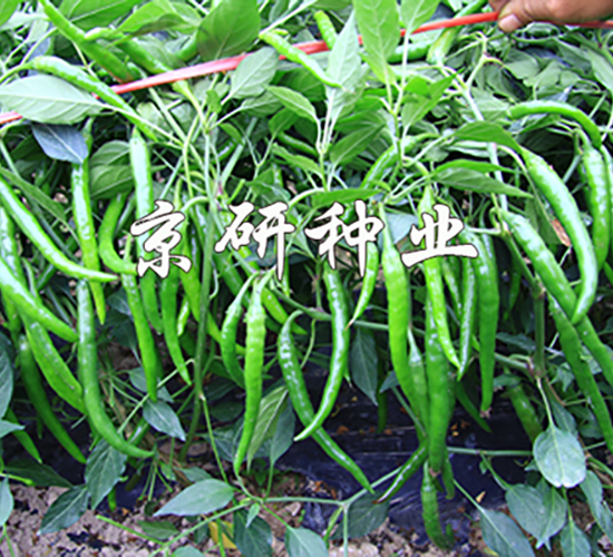 國福407-辣椒種子-京研種業(yè)