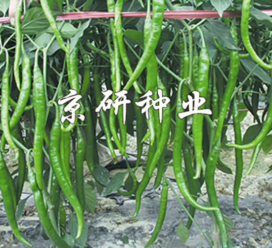 國福412-辣椒種子-京研種業(yè)