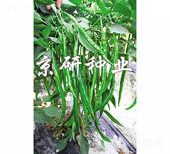 國福413-辣椒種子-京研種業(yè)