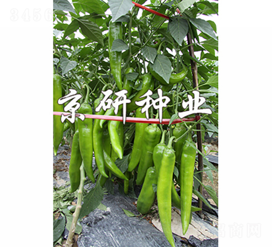 國(guó)福209-辣椒種子-京研種業(yè)