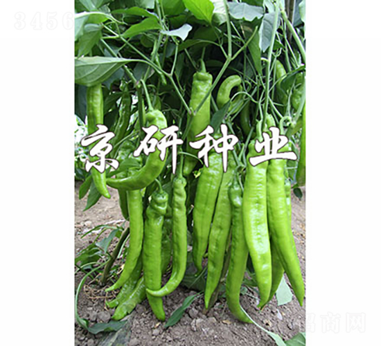 ��(gu��)��907-�����N��-���зN�I(y��)