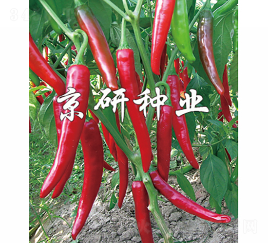 國塔102-辣椒種子-京研種業(yè)