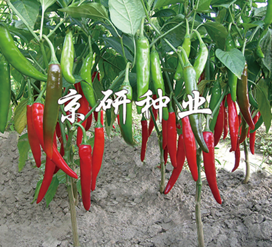 ��(gu��)��109-�����N��-���зN�I(y��)