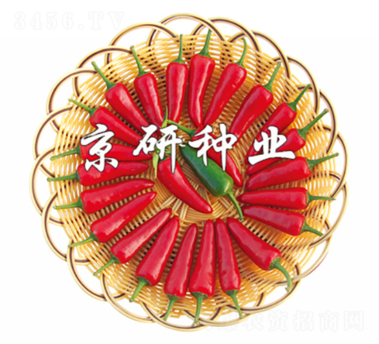 國(guó)塔106-辣椒種子-京研種業(yè)