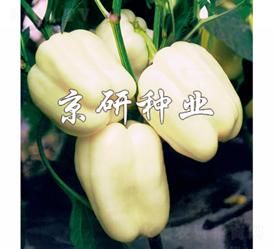 白星2號-辣椒種子-京研種業(yè)