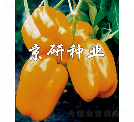 橙星2號-辣椒種子-京研種業(yè)