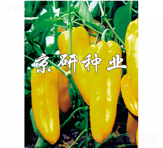 �S��-�����N��-���зN�I(y��)