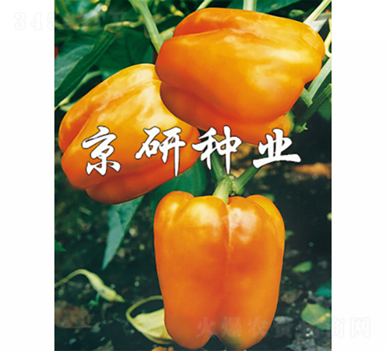 �S��1̖(h��o)-�����N��-���зN�I(y��)