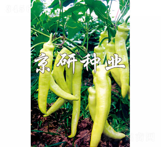 ����-�����N��-���зN�I(y��)