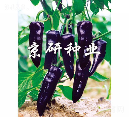 ����-�����N��-���зN�I(y��)