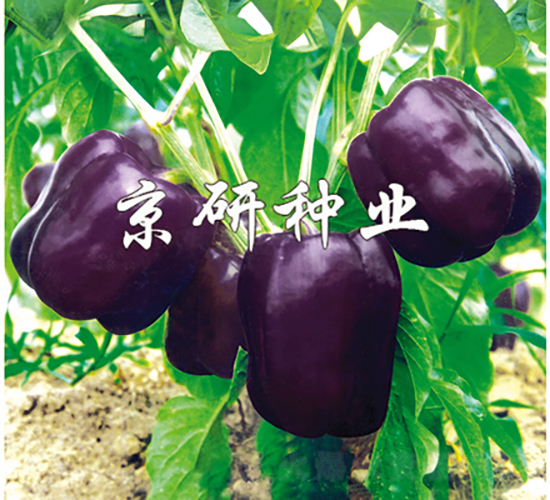 ����2̖(h��o)-�����N��-���зN�I(y��)