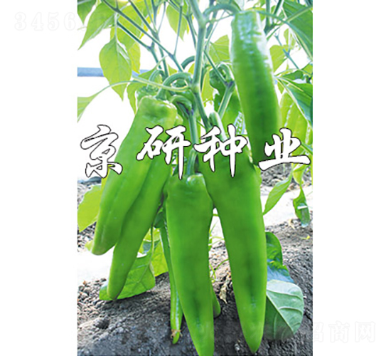 國福910-辣椒種子-京研種業(yè)