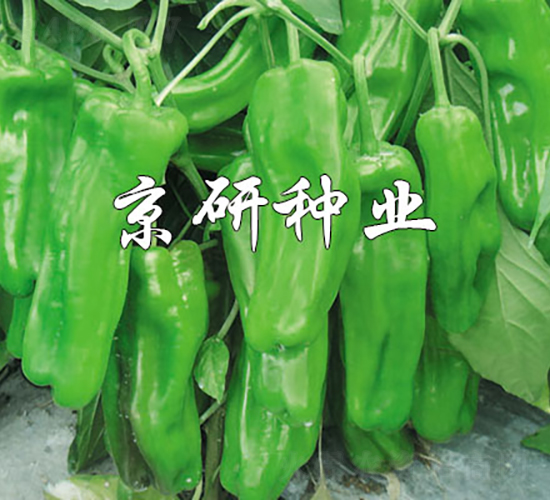 ��(gu��)��519-�����N��-���зN�I(y��)