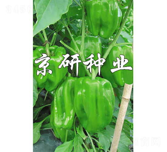 ����514-�����N��-���зN�I(y��)