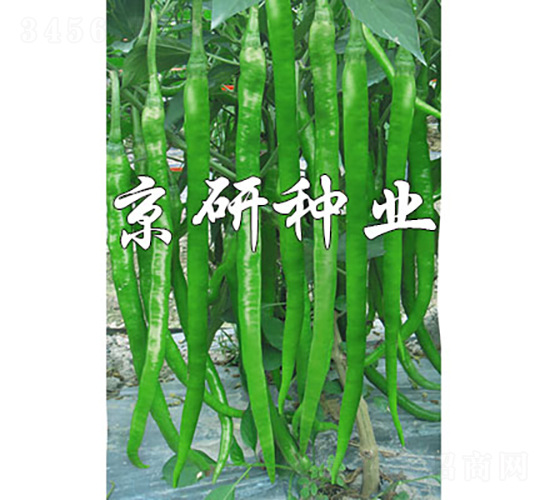 ����416-�����N��-���зN�I(y��)