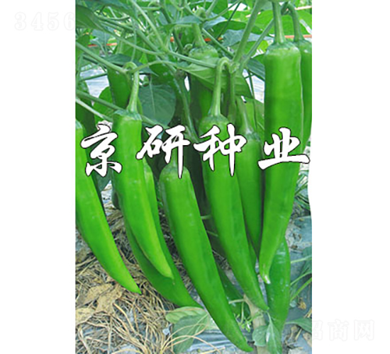 國福326-辣椒種子-京研種業(yè)