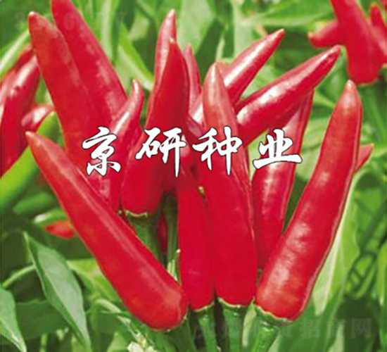 ���P-�����N��-���зN�I(y��)