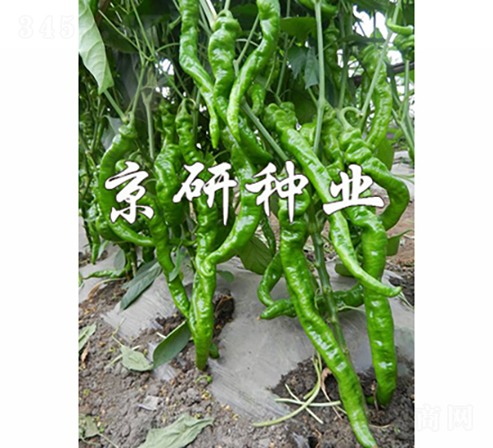 ����1̖-�����N��-���зN�I(y��)