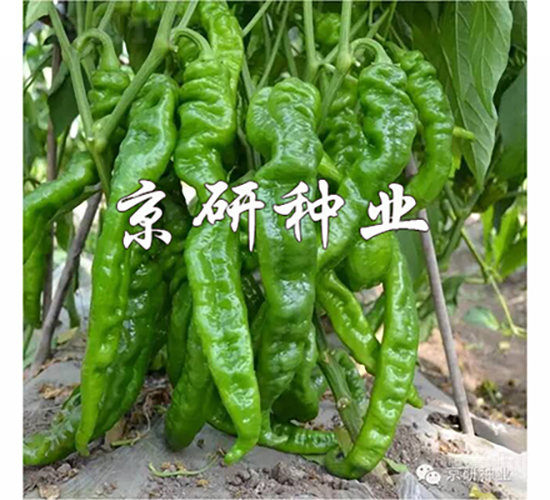 ����2̖-�����N��-���зN�I(y��)