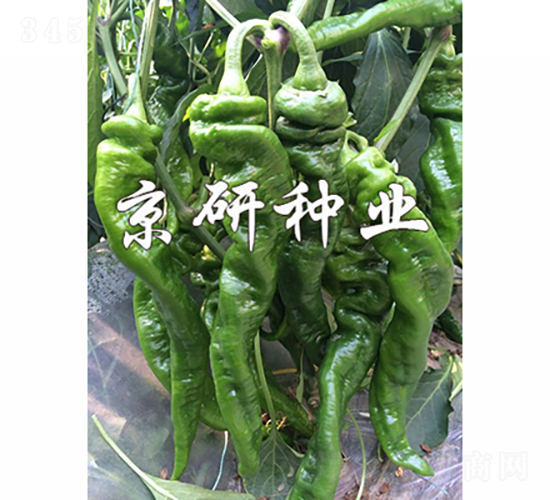 ����3̖-�����N��-���зN�I(y��)