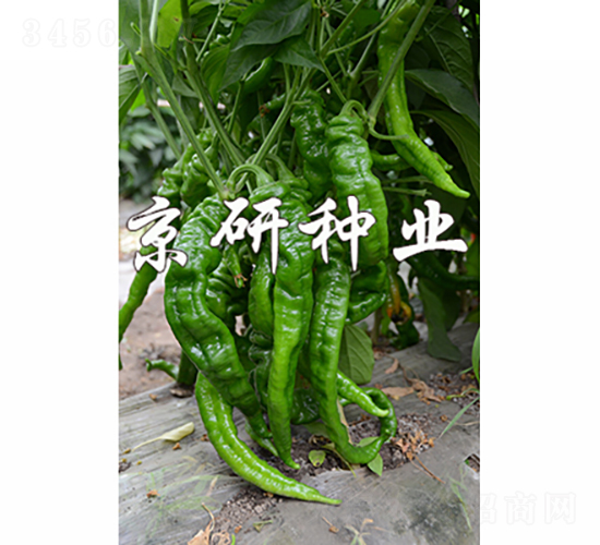 京旋4號-辣椒種子-京研種業(yè)