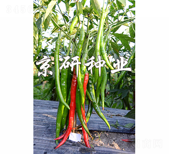 京線1號(hào)-辣椒種子-京研種業(yè)